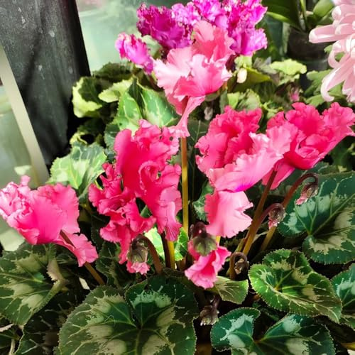 Semi di ciclamino, autunnali resistenti decorazione da giardino per esterni rare per luoghi soleggiati semi di selvatici 500pcs