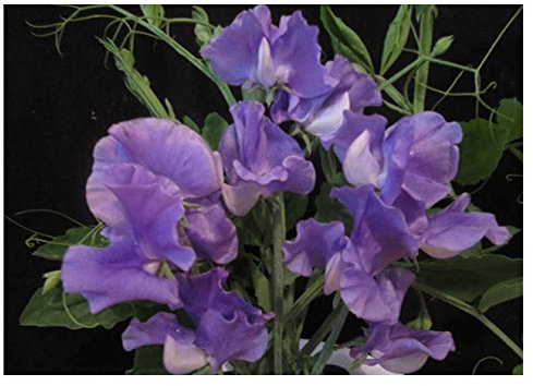 PREMIER SEEDS DIRECT - Sweet Pea Seeds - PARFUME - JUST Julia - 25 Finest Seeds