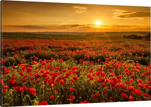 HUBDECO Leinwand Bilder Wohnzimmer - Bilder, Poster, Kunstdrucke - Leinwandbild - Bild auf Leinwand - Tolle Zimmerdekoration - Schlafzimmer Bilder - 70x50 cm - Mohnblumen Sonnenuntergang
