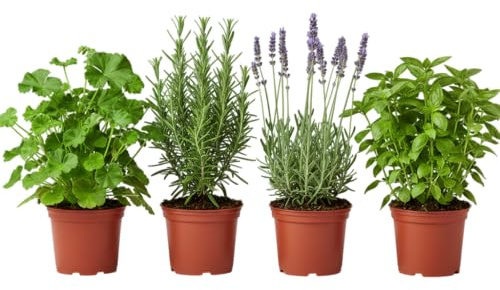 Pack Noches de Verano de 4 Aromáticas Vivas DECOALIVE | Geranio Limón, Albahaca Estrecha, Romero y Lavanda