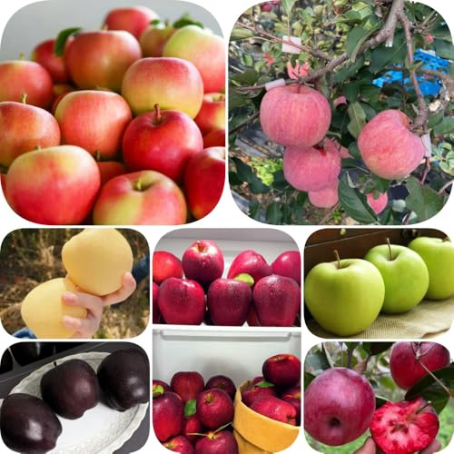 semi di melo da frutto colonnari serre da balcone frutto nani, resistenti raro frutteto semi di comprare balcone esotico colonnare vecchie 500pcs