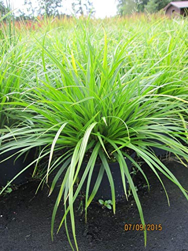 Japan-Segge J.S. Mosten - Carex morrowii J.S. Mosten