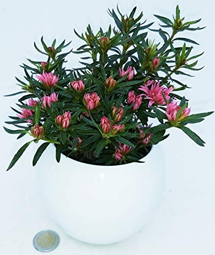 POWERS TO FLOWERS - AZALEA KOROMU SAKU PINK, IN VASO CERAMICA BIANCO STONDATO, pianta vera