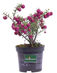 Pianta di Gaultheria Mucronata o Pernettya bacche diversi colori pianta ornamentale da esterno o da interno pianta vera venduta da eGarden.store (Fucsia v.10 cm)