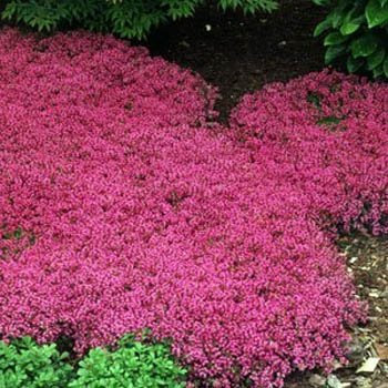 100 Seeds - Creeping Thyme Magic Carpet Seeds (Thymus Serpyllum)