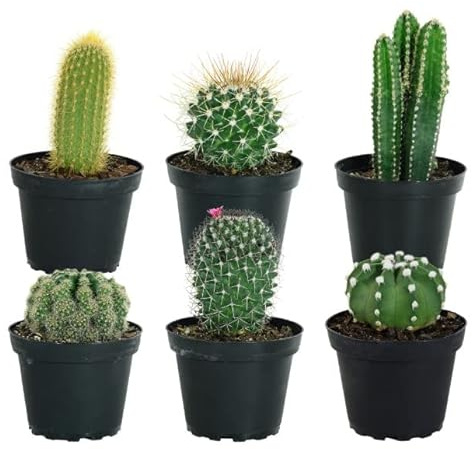 Pack de 6 Cactus Mini Naturales Plantas Fáciles de Mantener