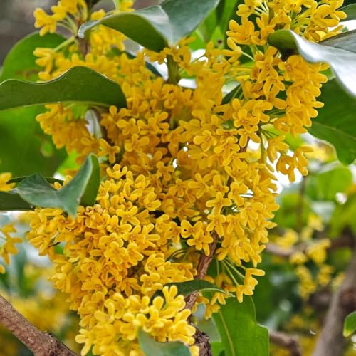 semillas de osmanto, interior osmanto fragrans semillas orgánicas, variedades antiguas, arbóreas verdes, decoración jardín 125pcs