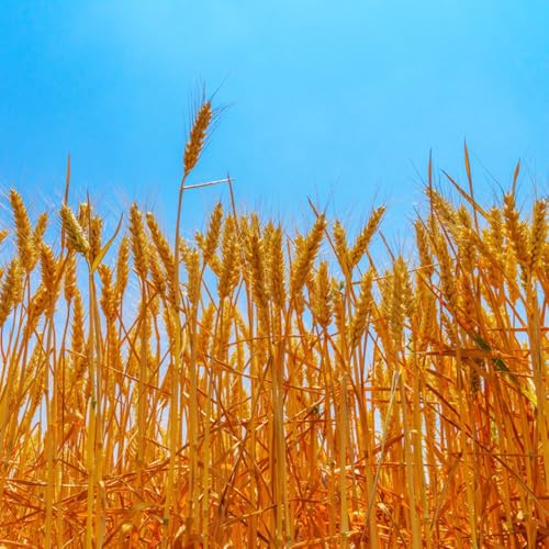 semi di grano (semi di),Semi di ortaggi invernali,da giardino Semi di ortaggi 250pcs