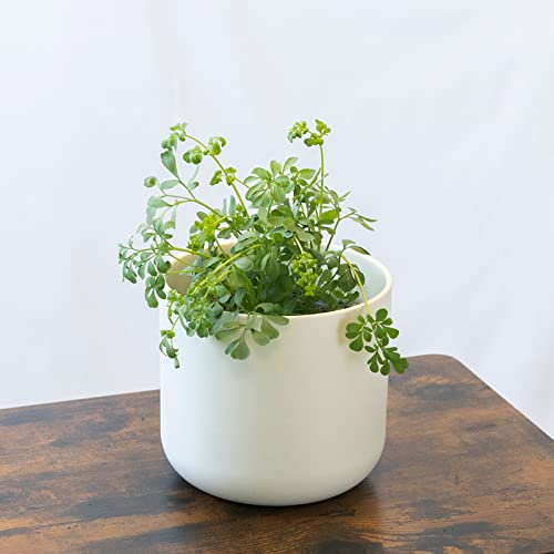 Ruda Planta Natural Aromática para Interior y Exterior en Maceta Ø10 cm Altura 20 cm para Huerto Urbano y Jardín Fácil Cuidado