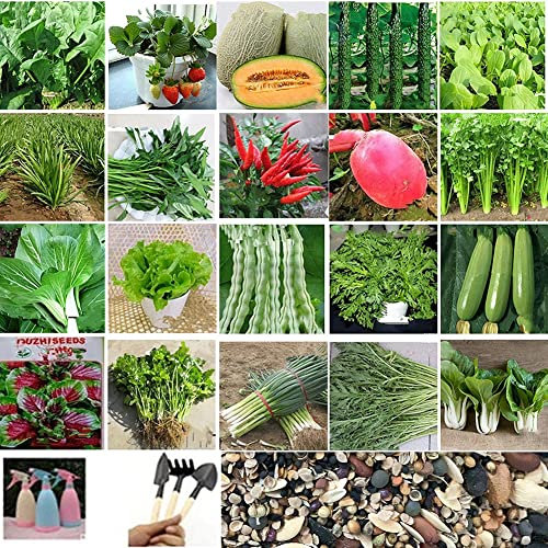 Saterkali Semi di frutta verdura, 1000 pezzi semi di frutta verdura 20 specie miste con attrezzi per piantare annaffiatoi Semi Di Frutta Verdura Mista