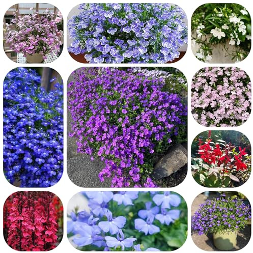 semi di lobelia resistenti all'esterno di lobelia perenne rare, decorazione del soggiorno da balcone perenni resistenti 200pcs