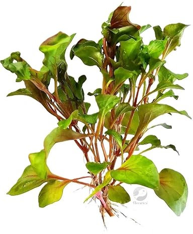 FLORATICA ¦ Alternanthera Bettzickiana 'Red' Live Aquarium Vivarium Terrariums Paludariums Plants Tropical Fish Tank Vivarium Terrariums Paludariums Shrimp Safe Snail Free (10)