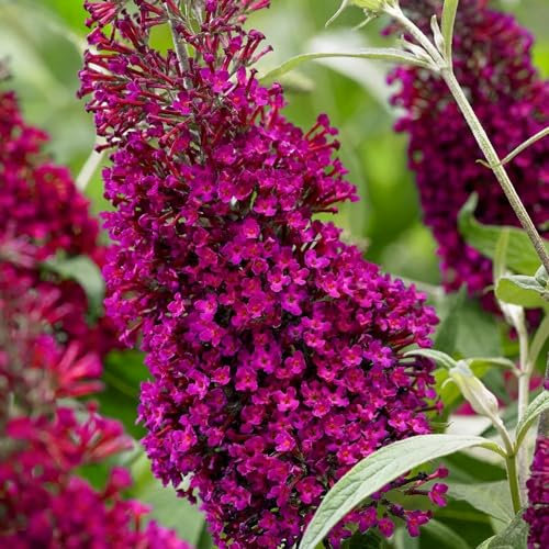 Plant Theory Sugar Plum Butterfly Bush Buddleja Shrub Plant 2L Pot