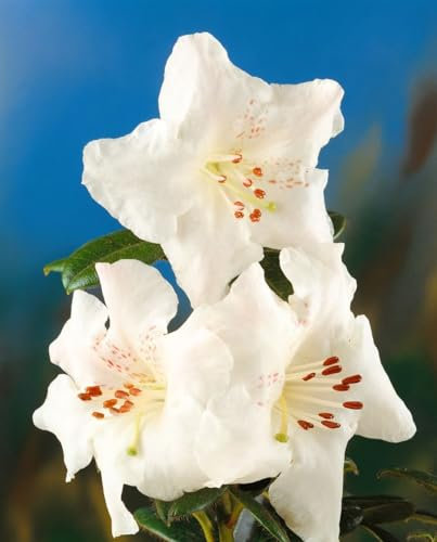 Rhododendron arborescens 50–60 cm – Winterhart, Mehrjährig – Duft-Azalee – Zierstrauch für Garten & Beet