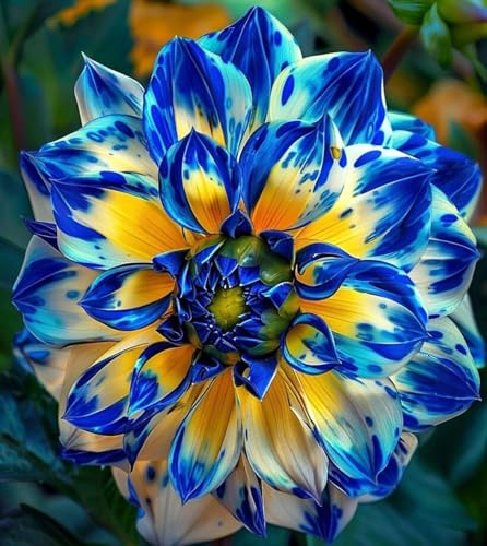 Rizoma de Dalia perenne: adecuado para plantación al aire libre- diseño de paisaje y siembra en primavera y otoño-2 Rizomas-h