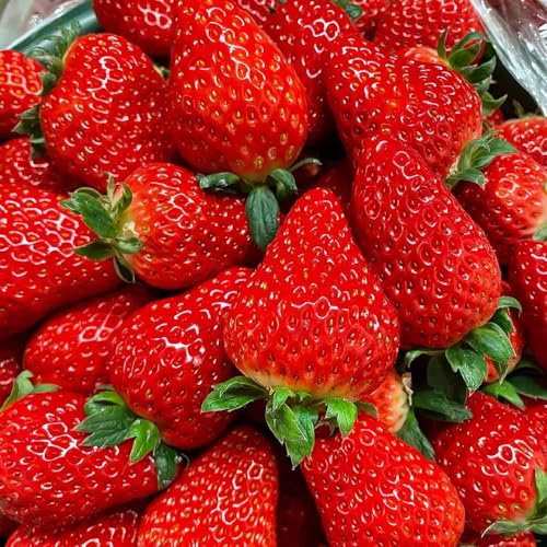 semi di fragola decorativi resistenti balcone letti elevati di balcone semi Letti elevati giardino 500pcs