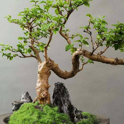 Semillas de seto de aligustre, verdes extraño jardín arbustos resistentes para jardines rocas regalos para jardineros orgánico exótico decoraciones jardín exteriores 200pcs