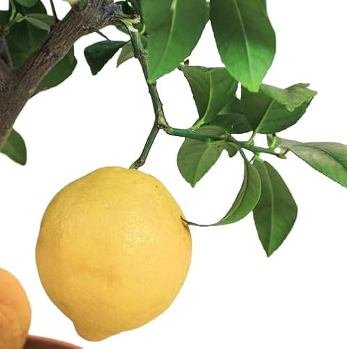 LIMONERO - Árbol Futal Natural Perfecto para el Cultivo de Limones en el Hogar