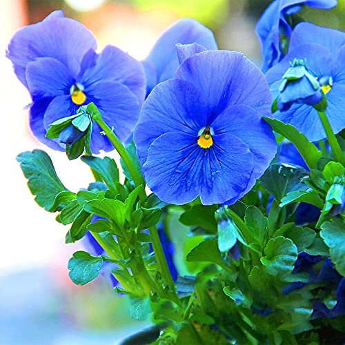 TRTO Pansy Clear Crystal - Blue - 100 Seeds - Viola wittrockiana - Bedding Flower for Planting Garden Yard Patio and Useful for Gift (100 Seeds)