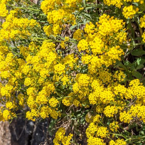 steinkraut gelb - dekoration wohnzimmer garten bodendecker winterhart mehrjährig bio balkon 100samen