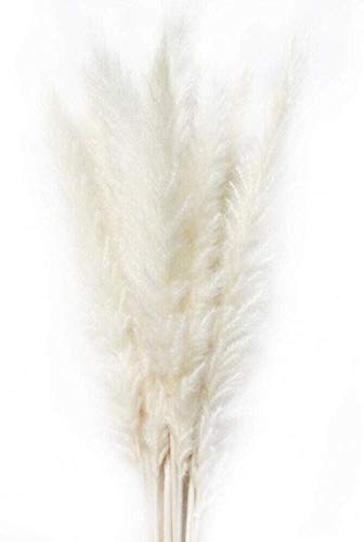 ECOSWAY 15 Pièces Séché Petit Pampas Herbe Phragmites Communis Décoration pour Maison Hôtel Mariage - Blanc