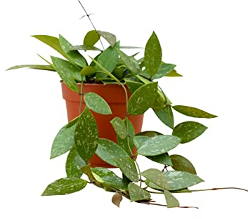 PLNTS - Hoya Gracilis (Wachsblume) - Zimmerpflanzen, Pflanzen Echt, Nachhaltige Verpackung - 12cm Topf - Höhe 20cm - Direkt von der Gärtnerei