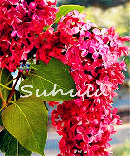 7: 100 Unids Japonés Semillas de Flores de Lila En Maceta Diy Home Garden Semillas de Flores Perennes Semillas De Flores:Seeds Only