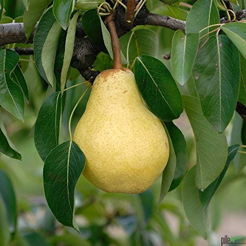 Birnenbaum Terrassenobst Williams Christ - Liefergröße 80-120 cm | Wuchshöhe 200-300 cm | Wuchsbreite 200-300 cm