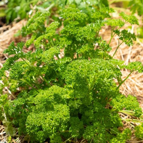 semillas de perejil - perennes resistentes decorativas balcón orgánicas jardín oficina 800pcs