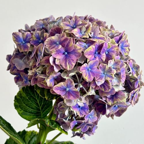 semillas resistentes de hortensias - hortensia de jardín, balcón de silvestres perennes, 8pcs