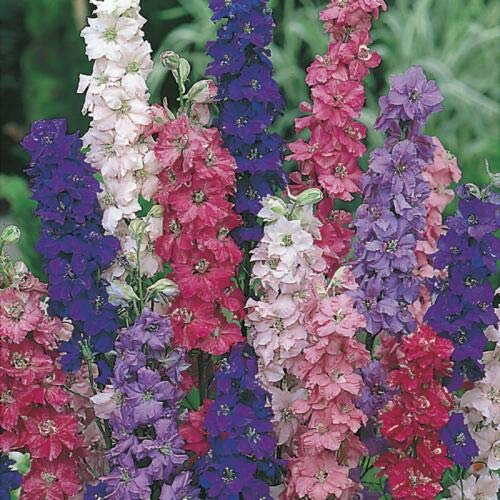 100 Seeds of Flower Larkspur Giant Imperial Mix Annual Delphinium Consolida