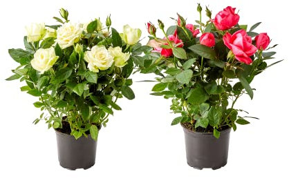 DECOALIVE Rosal Mini Set de 2 Unidades de Plantas con Rosas Naturales