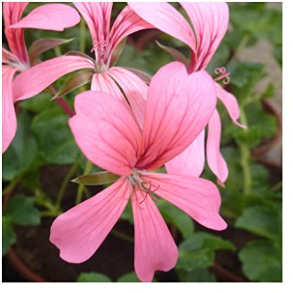 Trailing Geranium Decora Rose - 6 Starter Plants -Geraniums .Fantastic for Hanging Baskets, Plug Plants. Glam up Your Garden with Geraniums Summer is here! Plants Online.