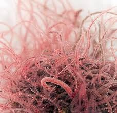 Live Fresh Tubifex Worm Fish Feed, 10x100ml Bag, Tropical Fish Live Food Stimulates Breeding, Amphibians (Dispatches Friday, Next Day Arrival)