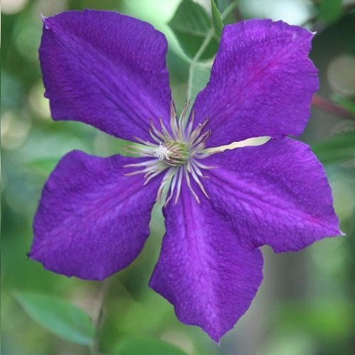 2 x Clematis Jackmanii (Klematis Jackmanii) - Set med 2 klätterväxter - Blå, perenn och vinterhärdig | 2 x 1,5 liters krukor