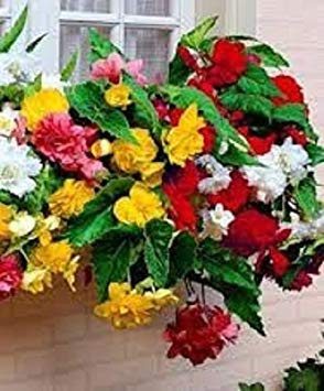 Pacchetto semi: 15 Semi Begonia Trailing Cascade Mix Il pellet Semi