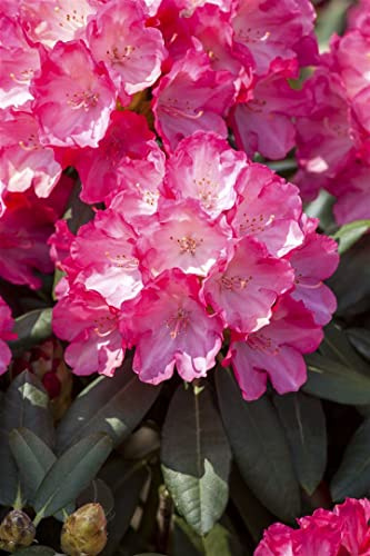 Rhododendron yakushimanum 'Sonatine' 25-30 cm – Winterhart, Immergrün, Pflegeleicht – Rhododendron – Zierstrauch für Garten & Kübel