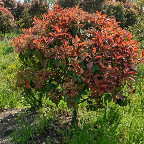 Semi di Photinia Red Robin giardino di siepe, ornamentali biologiche ornamentali resistenti per giardinieri resistenti 400pcs