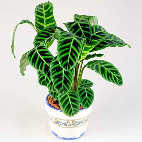 30-40cm Calathea Zebrina Zebra-Korbmarante im Topf | Perfekt fürs Zuhause und für das Homeoffice