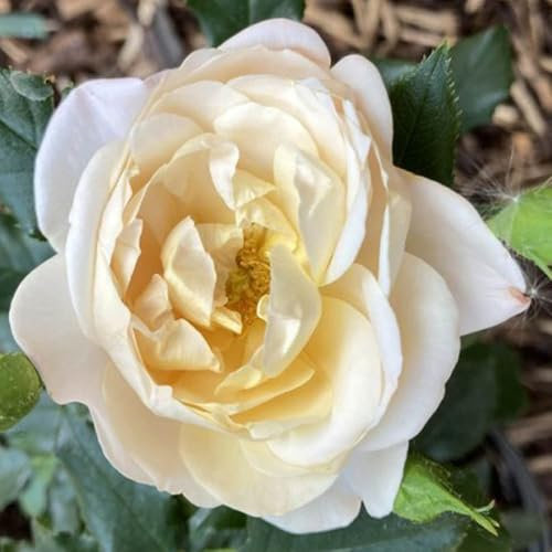 Harkness Roses Susie Climbing Rose ®, 4.5 Litre Potted, Ready to Plant