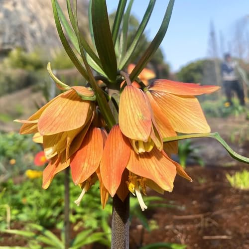 12zwiebeln fritillaria, kaiserkronen, zimmerbonsai frühlingsblüher, seltene steingartenpflanzen frühlingsblumen