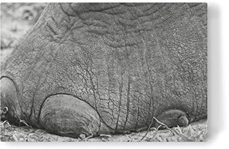 artboxONE Leinwand 30x20 cm Natur Elefanten Vorderfuß von THULA Photography