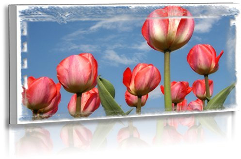 Fotoatelier Dirk Haas Premium Acrylglasbild XXL - Natur - Blumenfotos - Blume - Bild - Tulpen - Bilder - Frühlingsblumen - Acrylglas : 40 cm x 20 cm