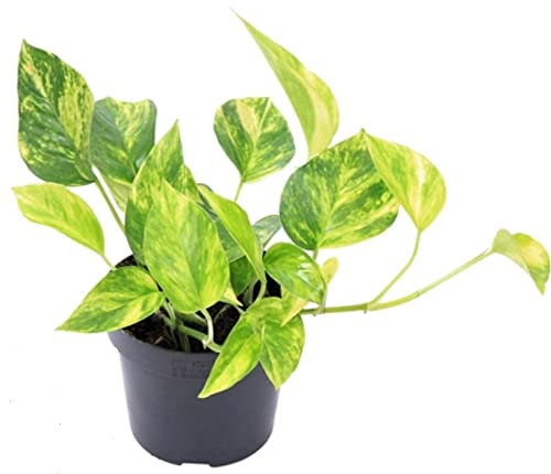 Scindapsus (Epipremnum) pinnatum Golden pothos HiColor Indoor Plant in 12 cm Pot