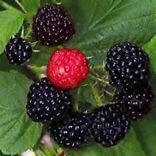 Semi Black Raspberry Bush! Dolce squisita Della frutta! PETTINE. S/H! Vedere il nostro deposito!