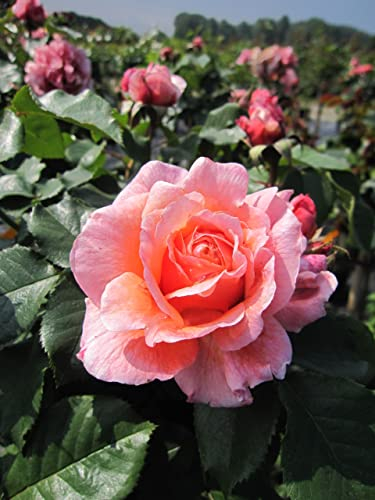 Rosa Marie Curie® - Stammrose Marie Curie®