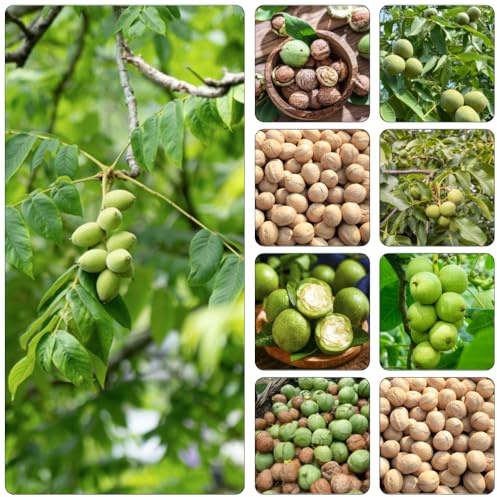 walnussbaum walnusskerne - pflanzensamen winterharte kübelpflanzen kräuterpflanzen topfpflanzen draußen winterhart balkon deko gartenkräuter kletterpflanze nuts bonsai topf 3samen