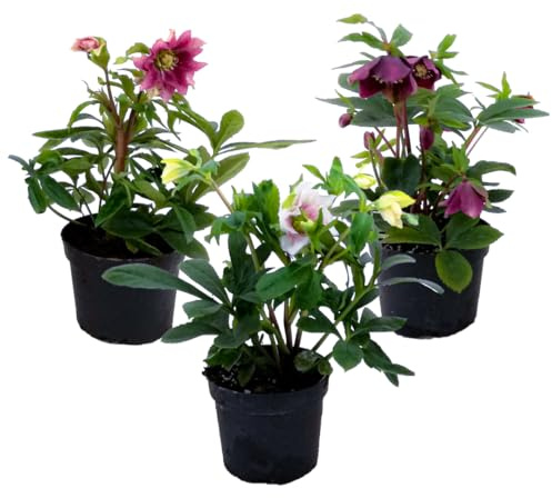 Plant in a Box - Helleborus orientalis 'Julros' - Kvantitet: 3 - Unscruid - lila, Rosa, Vit - Blommande trädgårdsväxter - Krukstorlek 12 cm - Höjd 20-30cm