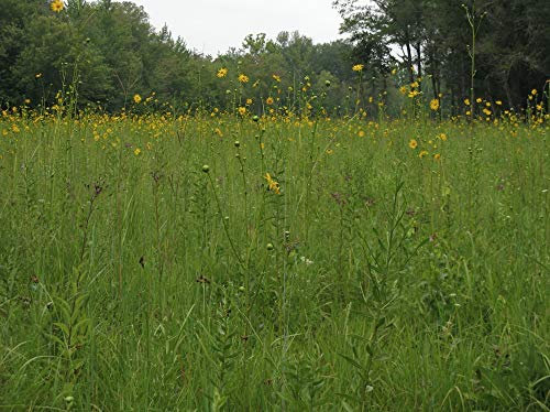 1kg Meadow Grass Seeds Mixture 10 Species + Clover Pasture Wholesale