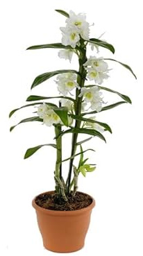 Dendrobium Nobile Blanco Planta Natural de Interior de Flores Extravagantes